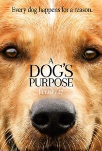 دانلود فیلم هندی A Dog’s Purpose 201741616-104626775