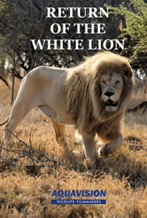 دانلود مستند Return of the White Lion 2008103488-858125141