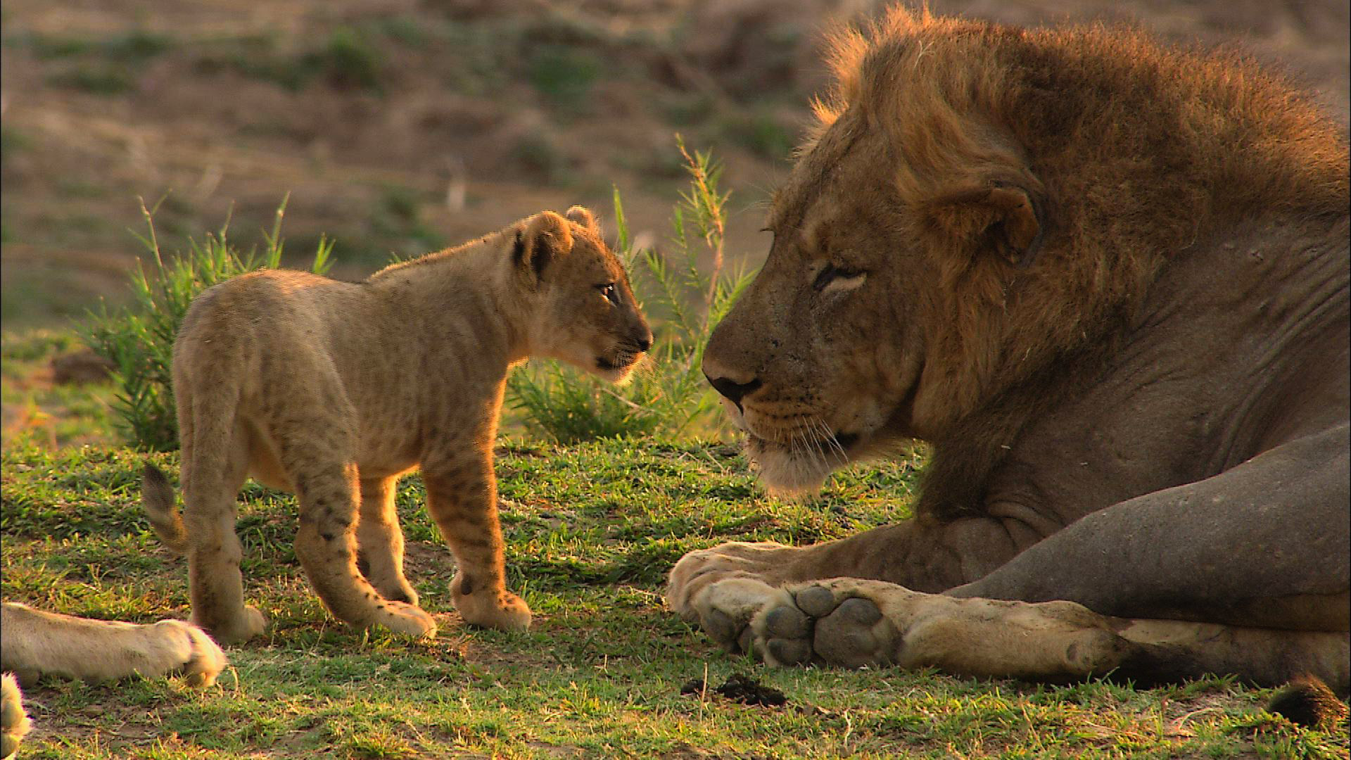 دانلود مستند Lions of Crocodile River 2007