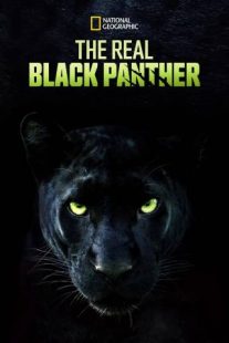 دانلود مستند The Real Black Panther 2020229564-395094524