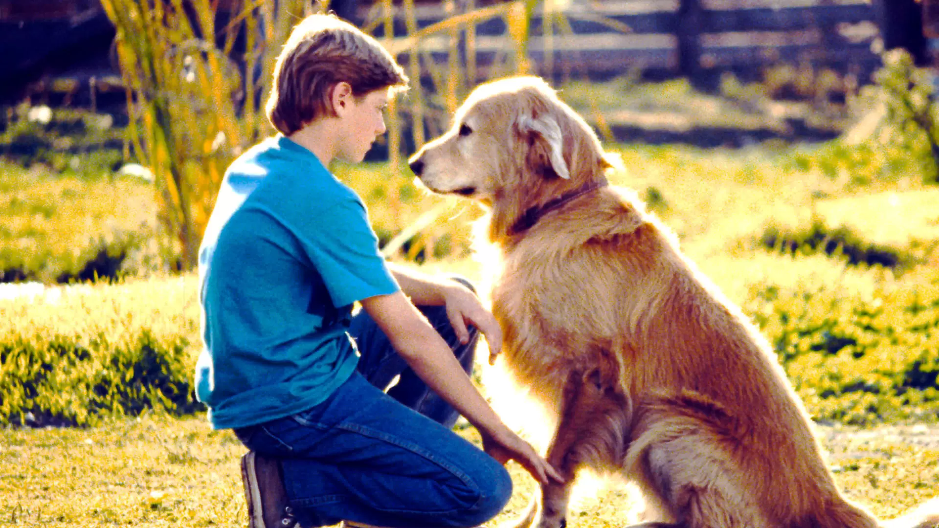 دانلود فیلم Homeward Bound: The Incredible Journey 1993