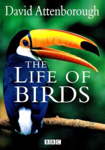 دانلود مستند The Life of Birds382058-750154747