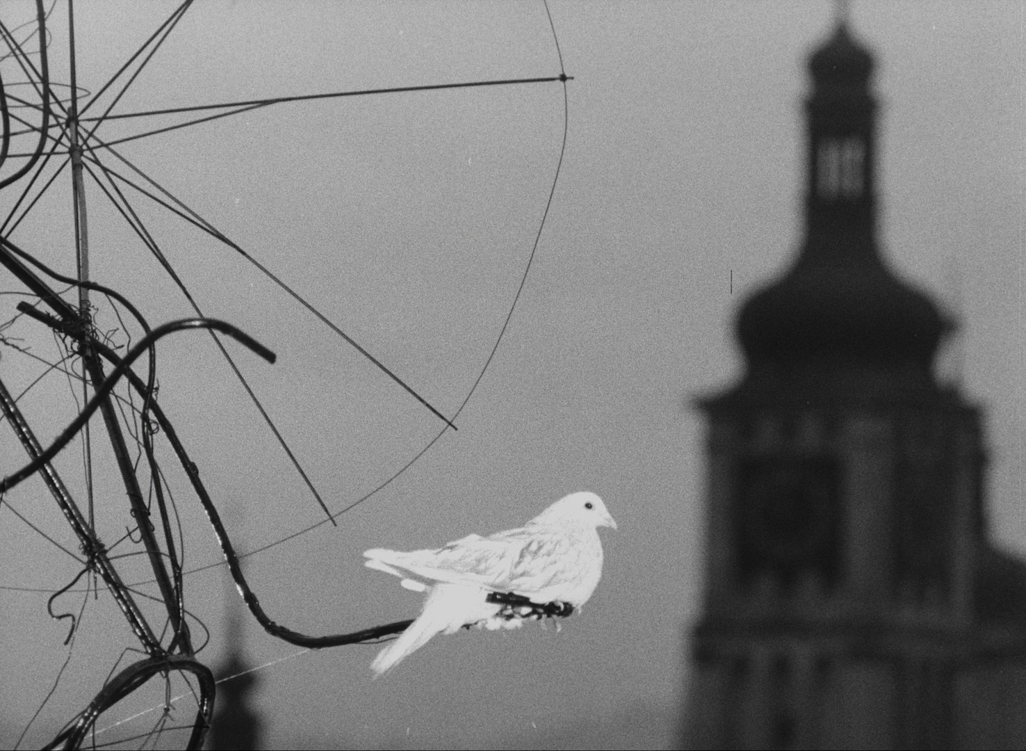 دانلود فیلم The White Dove 1960