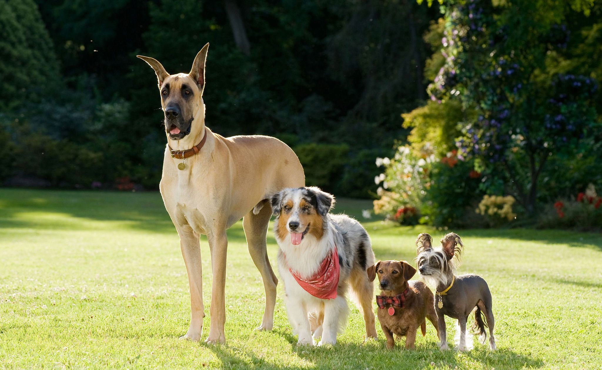 دانلود فیلم Marmaduke 2010