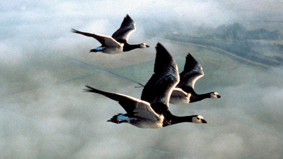 دانلود فیلم Winged Migration 2001