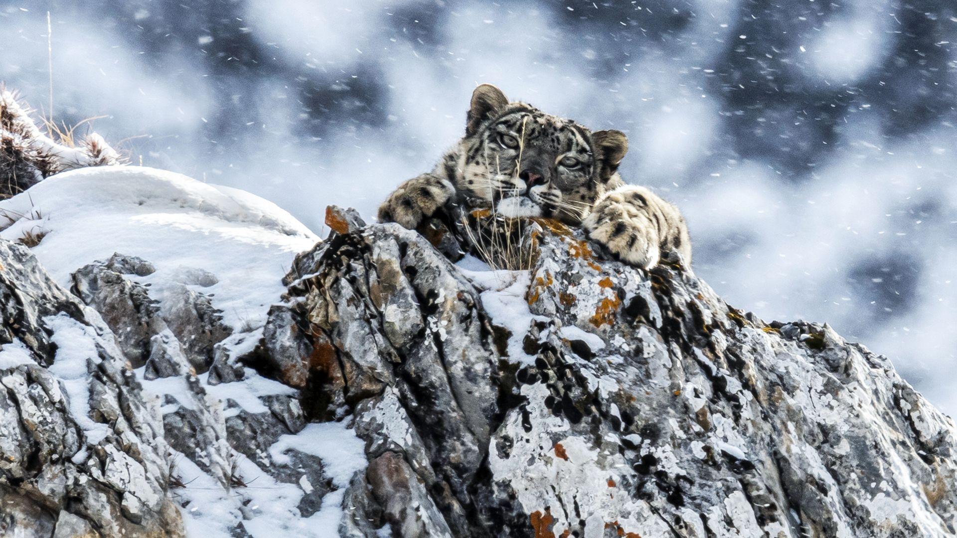 دانلود مستند The Frozen Kingdom of the Snow Leopard 2020